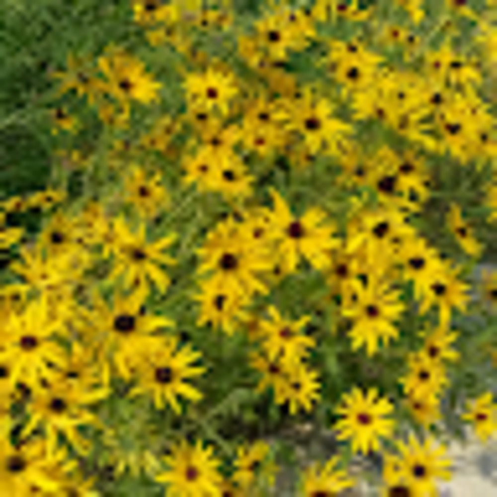 Meet your Posher, Joanna